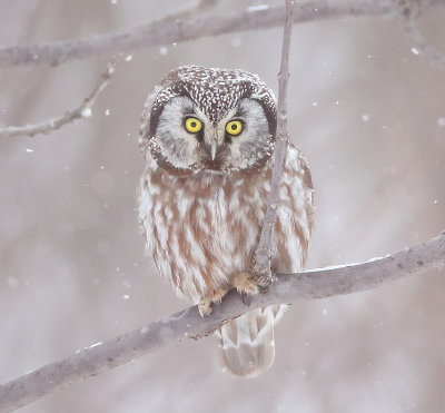 Boreal Owl  --  Nyctale De Tengmalm