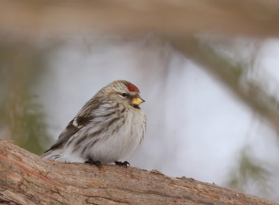 Common RedPoll  --  Sizerin Flamme