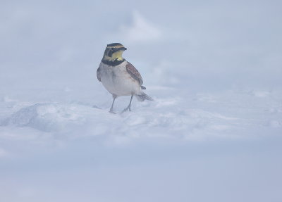 Horned Lark  --  Alouette Hausse - Col