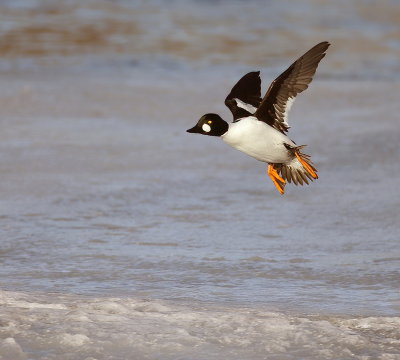 Common GoldenEye  --  Garrot A Oeil D'Or