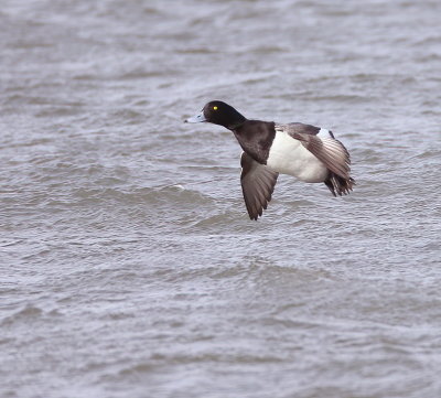 Greater Scaup  --  Fuligule Milouinan