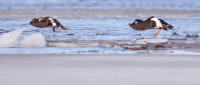 Common GoldenEye  --  Garrot A Oeil D'Or