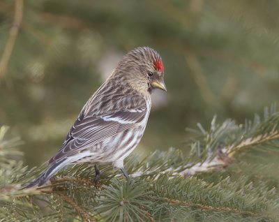 Common RedPoll  --  Sizerin Flamme