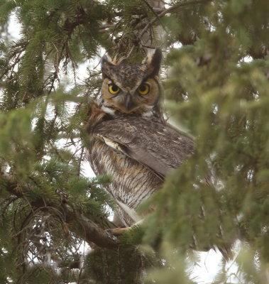 Great Horned Owl  --  Grand - Duc D'Amerique