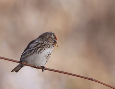 Common RedPoll  --  Sizerin Flamme