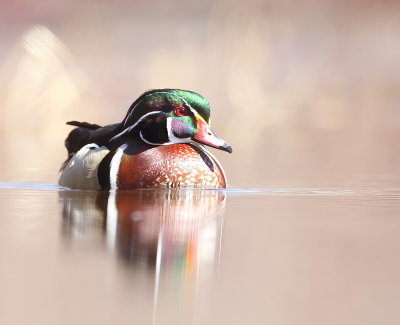 Wood Duck  --  Canard Branchu