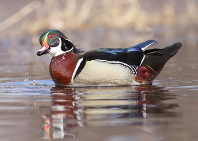 Wood Duck  --  Canard Branchu