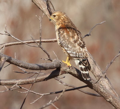 Red - Shouldered Hawk  --  Buse A Epaulettes