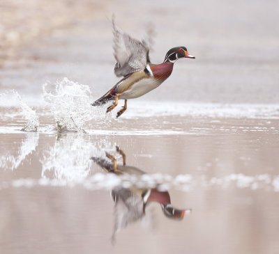 Wood Duck  --  Canard Branchu