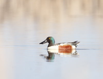 Northern Shoveler  --  Canard Souchet