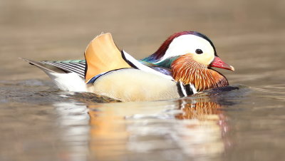 Mandarin Duck  --  Canard Mandarin