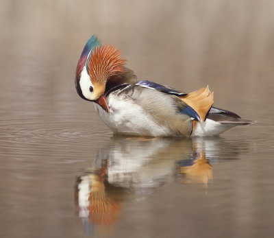 Mandarin Duck  --  Canard Mandarin