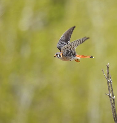 American Kestrel  --  Crecerelle D'Amerique