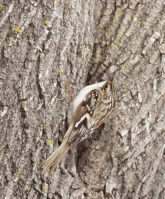 Brown Creeper  --  Grimpereau Brun