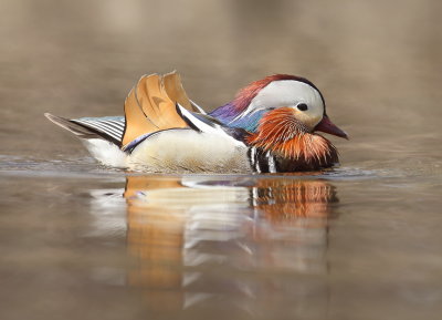 Mandarin Duck  --  Canard Mandarin