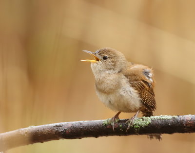 House Wren  --  Troglodyte Familier