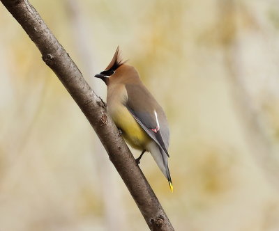 Cedar WaxWing  --  Jaseur D'Amerique