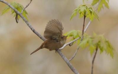 House Wren  --  Troglodyte Familier