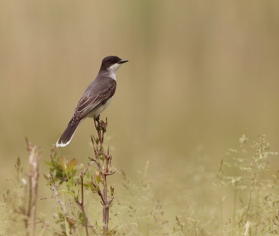 Eastern KingBird  --  Tyran TriTri