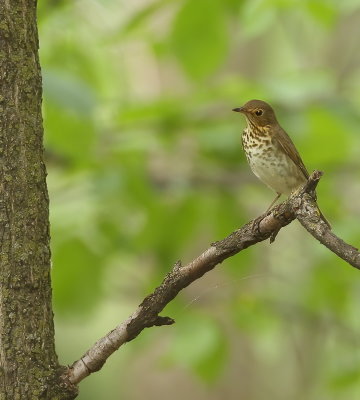 Wood Thrush  --  Grive Des Bois