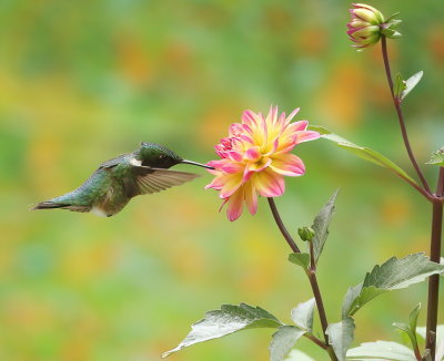 Ruby-Throated HummingBird  --  Colibri A Gorge Rubis