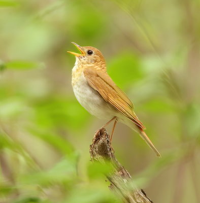 Veery  --  Grive Fauve