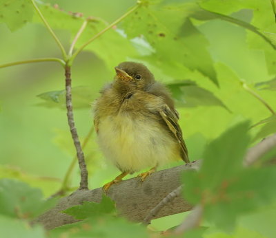 Yellow Warbler ( CHICK )  --  Paruline Jaune ( POUSSIN )