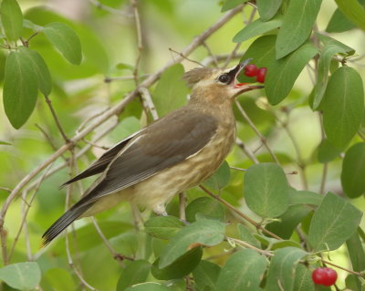 Cedar WaxWing  --  Jaseur D'Amerique