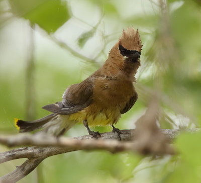 Cedar WaxWing  --  Jaseur D'Amerique