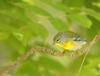 Northern Parula  --  Paruline A Collier