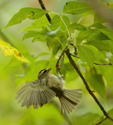 Golden - Crowned KingLet  --  RoiteLet A Couronne Doree