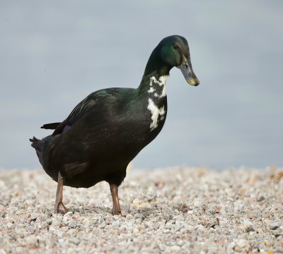 Mallard  --  Canard Colvert