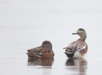 American Wigeon  --  Canard D'Amerique