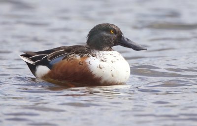 Northern Shoveler  --  canard Souchet