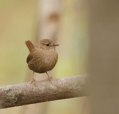 Winter Wren  --  Troglodyte Mignon