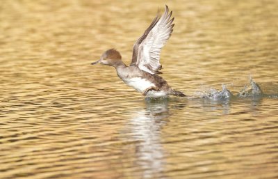 Hooded MerGanser  --  Harle Couronne