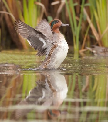 Green - Winged Teal  --  Sarcelle D'Hiver