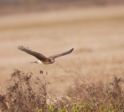 Northern Harrier  --  Busard Saint - Martin