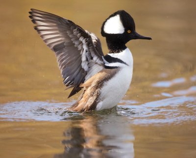 Hooded MerGanser  --  Harle Couronne