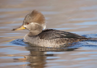 Hooded MerGanser  --  Harle Couronne