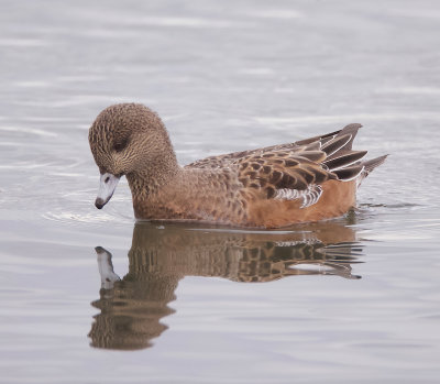 American Wigeon  --  Canard D'Amerique
