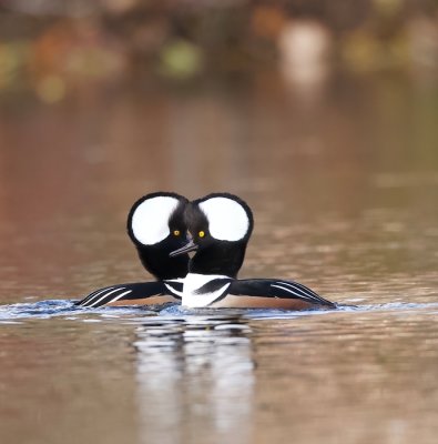 Hooded MerGanser  --  Harle Couronne