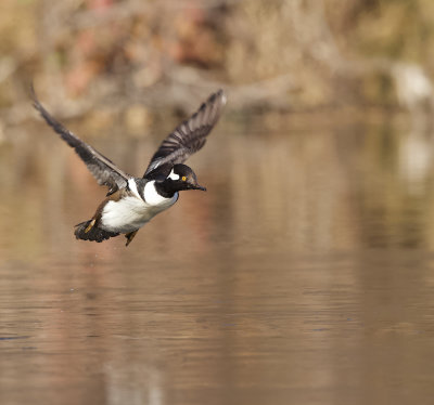 Hooded MerGanser  --  Harle Couronne