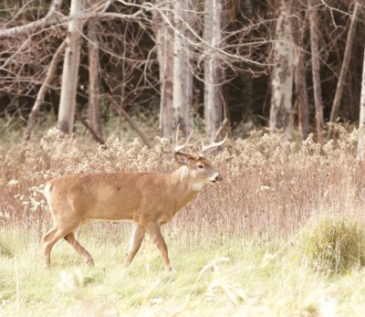 White-Tail Deer  --  Cerf De Virginie