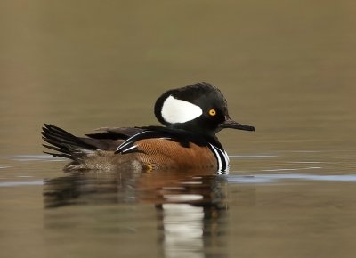 Hooded MerGanser  --  Harle Couronne