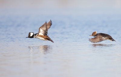 Hooded MerGanser  --  Harle Couronne