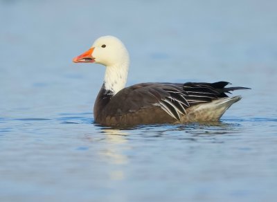 Snow Goose  --  Oie Des Neiges