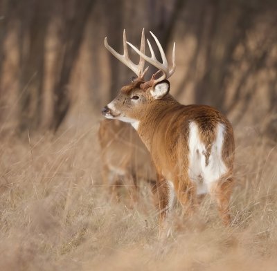 White-Tail Deer  --  Cerf De Virginie