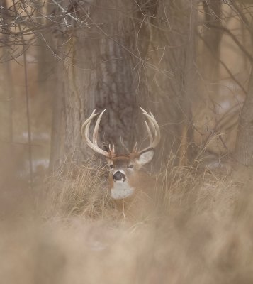 White-Tail Deer  --  Cerf De Virginie