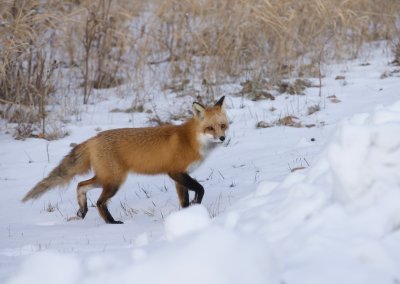 Red Fox  --  Renard Roux